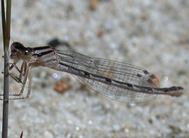 Familiar Bluet